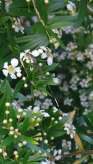 Gasteruption longicolle