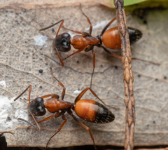 Opisthopsis picta