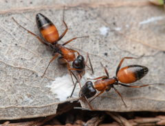 Opisthopsis picta