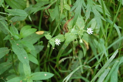 Stellaria aquatica