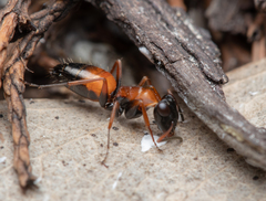 Opisthopsis picta