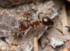 Notoncus ectatommoides