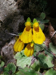 Calceolaria crenatiflora