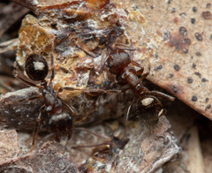 Notoncus ectatommoides