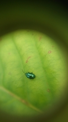 Syphrea