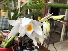 Coelogyne mooreana