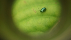 Syphrea