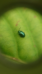 Syphrea