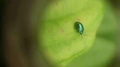 Syphrea