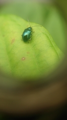 Syphrea