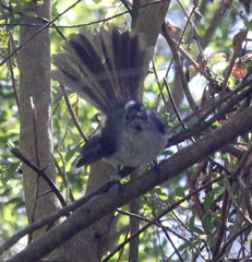 Trochocercus cyanomelas
