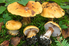 Cortinarius metarius