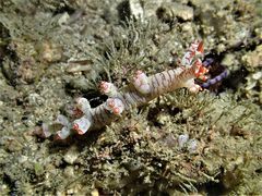 Bornella stellifera