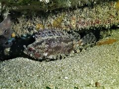Centrogenys vaigiensis