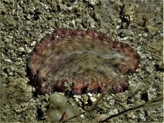 Pseudobiceros fulgor