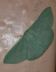 Prasinocyma ocyptera