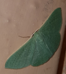 Prasinocyma ocyptera