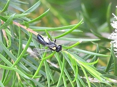 Leioproctus irroratus