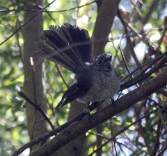 Trochocercus cyanomelas