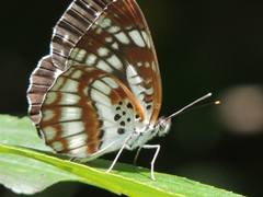 Neptis pryeri