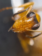 Opisthopsis jocosa
