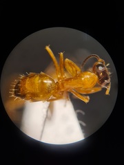 Opisthopsis jocosa