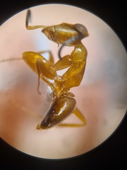Opisthopsis jocosa