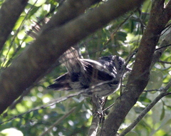 Trochocercus cyanomelas