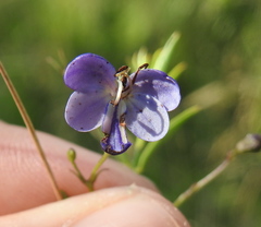 Rotheca