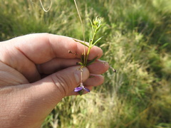 Rotheca