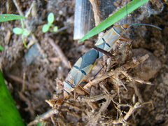 Dysdercus nigrofasciatus