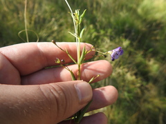 Rotheca