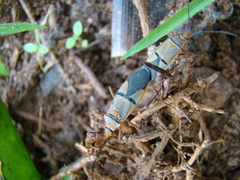 Dysdercus nigrofasciatus