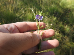 Rotheca