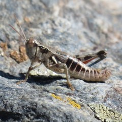 Oedaleonotus phryneicus