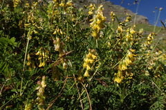 Astragalus penduliflorus