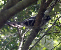 Trochocercus cyanomelas