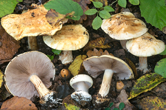 Cortinarius catharinae