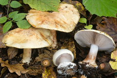 Cortinarius catharinae