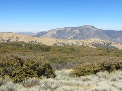 Quercus garryana semota