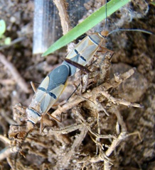 Dysdercus nigrofasciatus