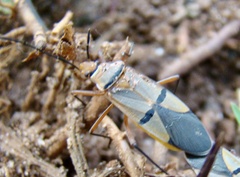 Dysdercus nigrofasciatus