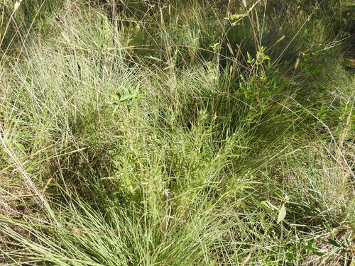 Image of Monsonia attenuata by (c) Matthew Fainman, some rights reserved (CC BY)