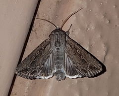 Persectania dyscrita