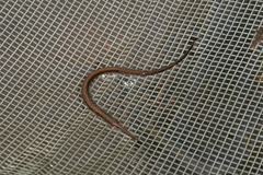 Opossum Pipefish photo 4