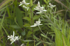 Leontopodium leontopodioides