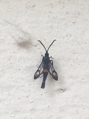 Synanthedon myopaeformis