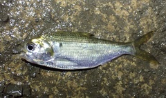 Nematalosa japonica