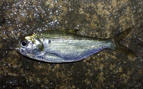Japanese gizzard shad (Nematalosa japonica) — Clupeidae — 2
