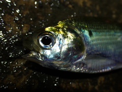 Nematalosa japonica